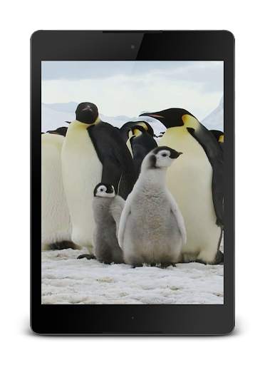 Penguins Video Live Wallpaper screenshot 8