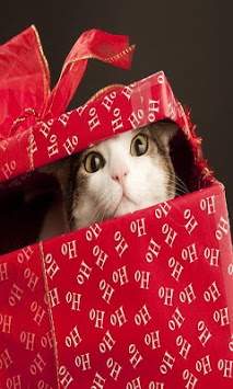 Christmas Cats wallpaper screenshot 1