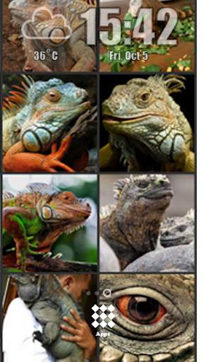 Iguana Wallpaper screenshot 3