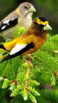Beautiful Birds Wallpapers3 HD screenshot 8