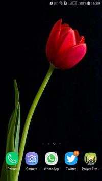 HD Tulip New Wallpaper screenshot 6