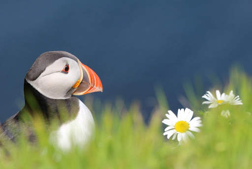 Atlantic Puffin Bird Wallpapers HD screenshot 6
