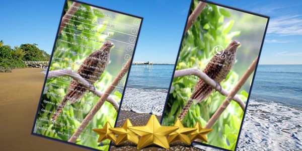 Common Koel Bird Sound : Eastern Common Koel Song screenshot 1