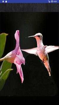 Bird Wallpapers: Beautiful Bird Images, Bird Pics screenshot 10