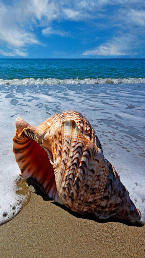 Seashell wallpaper HD screenshot 2