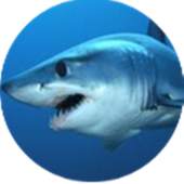 Piranha Shark Attack 2
