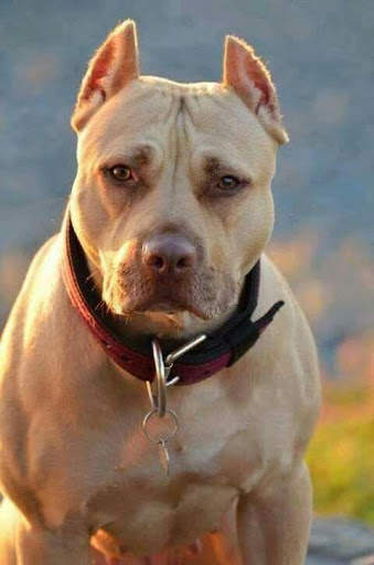 Pitbull Wallpapers HD🐶🐶 1 تصوير الشاشة