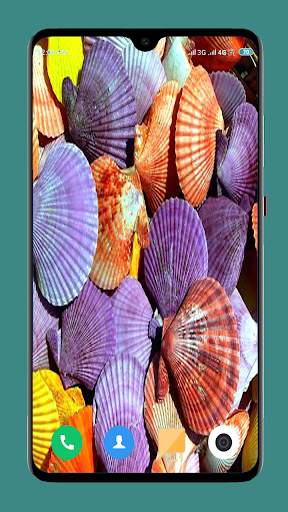 HD Seashell Wallpaper screenshot 4