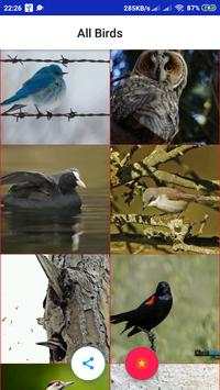 All Birds स्क्रीनशॉट 3