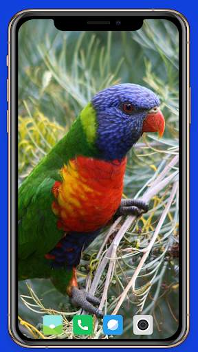 Parrot Wallpaper HD screenshot 6