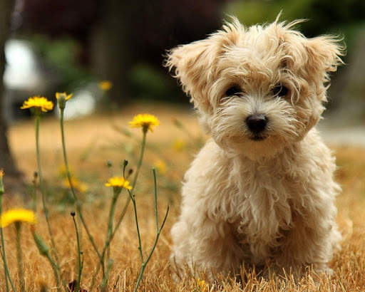Puppy Wallpapers screenshot 3