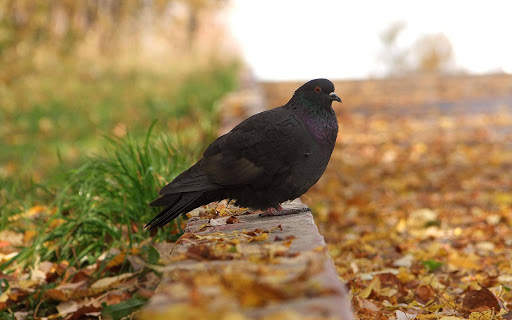 Pigeon Wallpaper 5 تصوير الشاشة