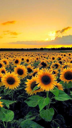 Sunflower Wallpaper HD screenshot 7