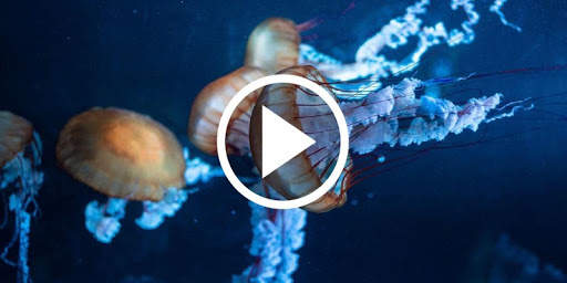 UnderWater Video Live Wallpaper screenshot 1