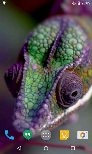 Chameleon Live Wallpaper screenshot 3