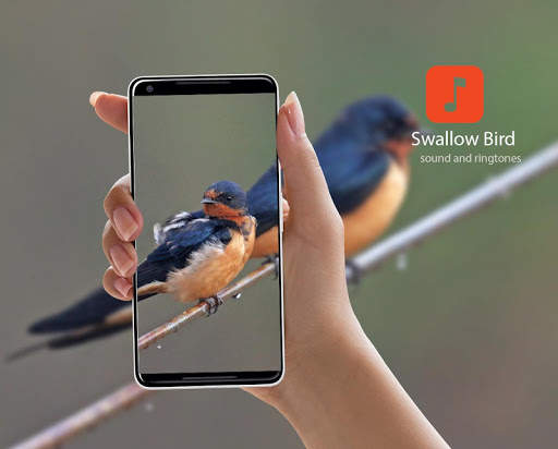 Swallow Bird Calls screenshot 1