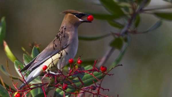 Birds Jigsaw Puzzle скриншот 1