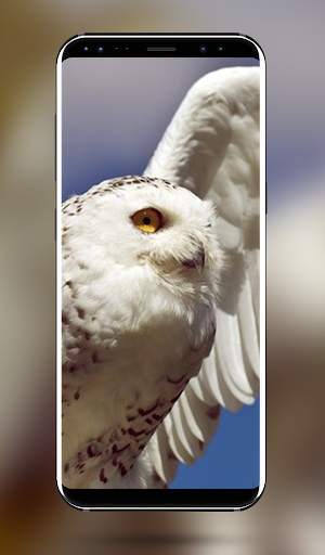Owl Bird Wallpaper - 4k & Full HD Wallpapers screenshot 7