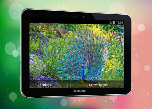 New Peacock Live Wallpaper screenshot 8