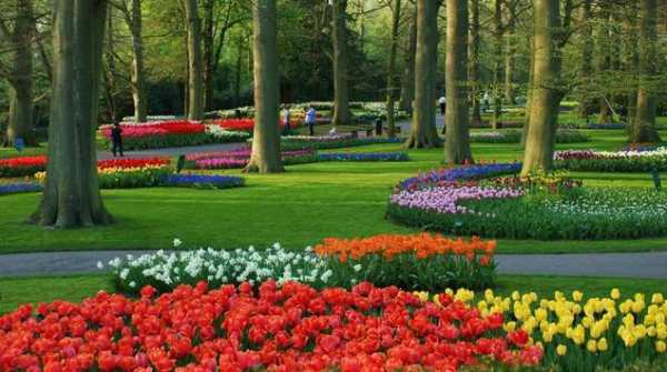 wallpaper Garden ❤️ GIF Image of Flower screenshot 3