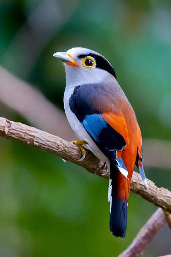 Birds Images App screenshot 1