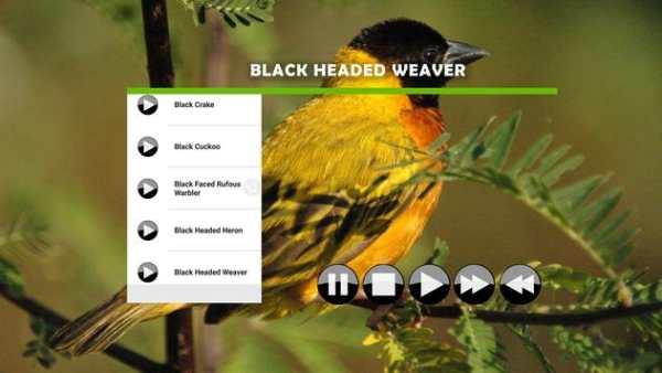 Bird Sound : African screenshot 3
