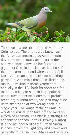 Dove Bird Fact screenshot 1