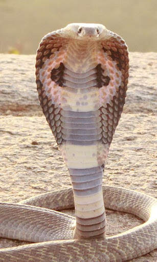 Cobra Wallpaper screenshot 1