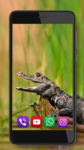 Crocodiles live wallpaper screenshot 2