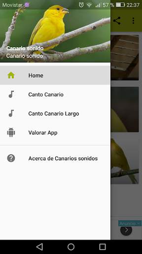 Canarios cantos varios screenshot 2