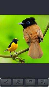 Cortar Pegar Photo Editor screenshot 5