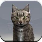 Talking Cat 3