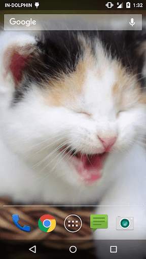 Cute Cat Live WallPaper screenshot 4