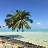 The most beautiful pictures and summer backgrounds 8.0