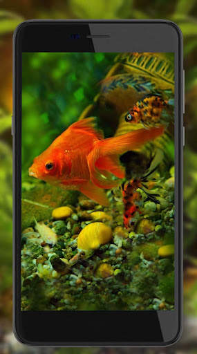 Fish Gold Live Wallpaper screenshot 5