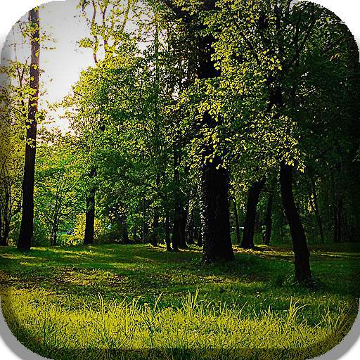 Forest Live Wallpaper 16.0