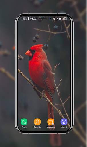Birds Wallpaper screenshot 6