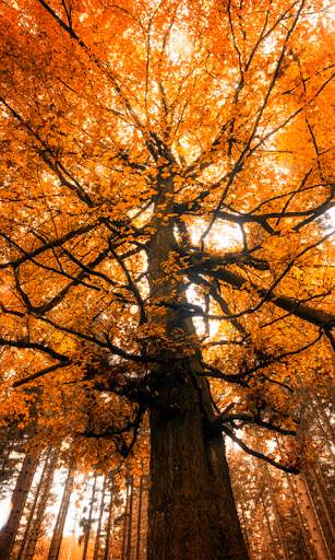 Autumn Live Wallpaper (backgrounds & themes) screenshot 1