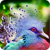 Beautiful Bird Wallpaper icon