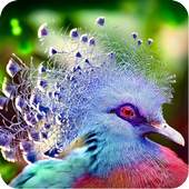 Beautiful Bird Wallpaper 1.3