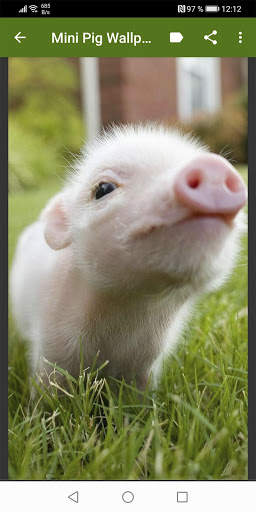 Mini Pig Wallpapers screenshot 2