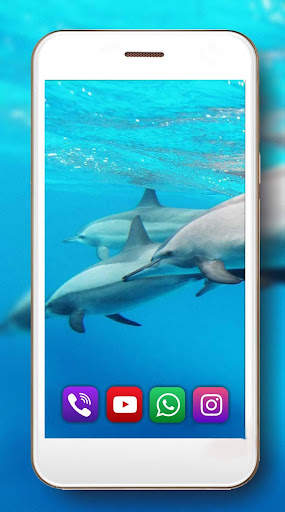 Dolphin Voice screenshot 2
