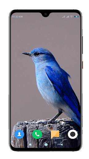 Bird Wallpaper 4K screenshot 4