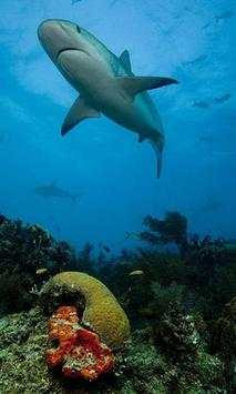 Shark blue sea screenshot 3