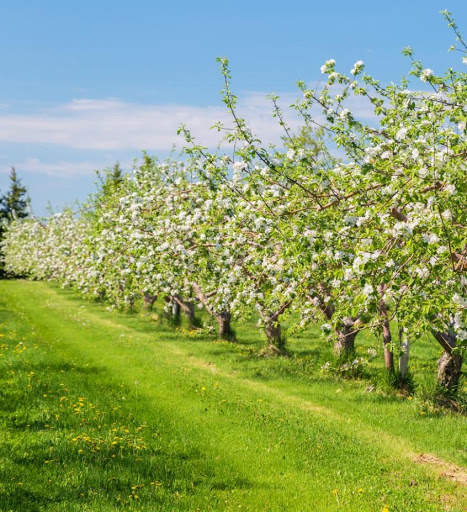 Beautiful Spring Wallpaper 3 تصوير الشاشة