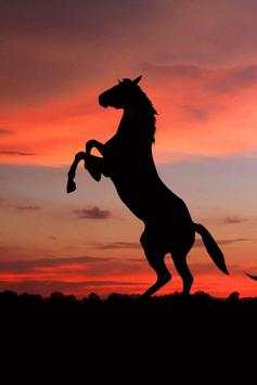 Horse Wallpapers screenshot 15