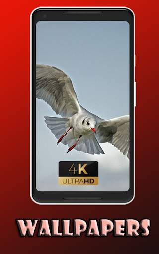 Gull cute bird Wallpaper screenshot 3