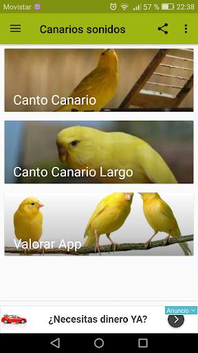 Canarios cantos varios screenshot 1