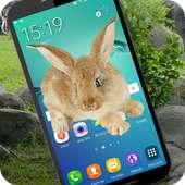 Rabbits in Phone Prank on 9Apps