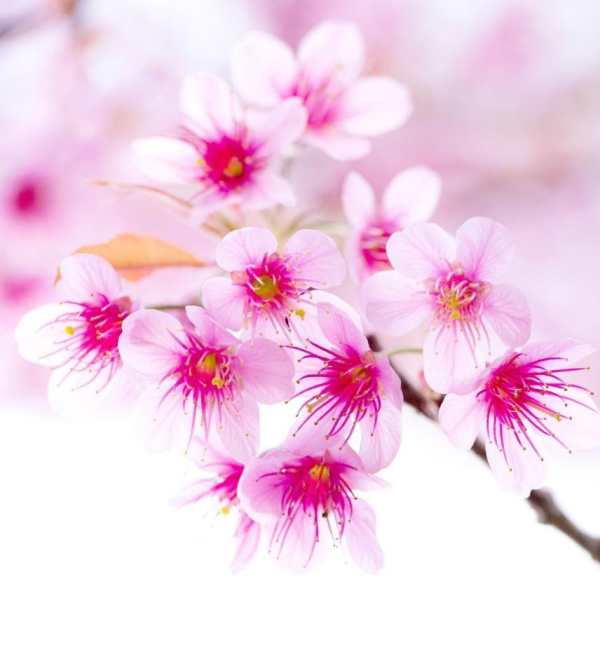 Beautiful Flowers Wallpaper screenshot 12